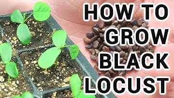How To Grow Black Locust Trees From Seed