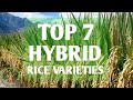 Top 7 hybrid rice variety in the philippines  hybrid rice seeds  rice farming in the philippines