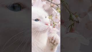 Gina &amp; the Falling Petals 🌸 A Spring Walk in Japan