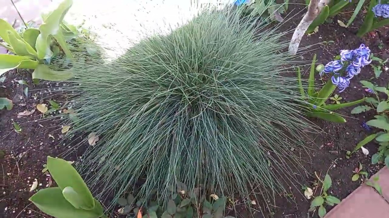 Festuca este veșnic verde și foarte decorativa ( o aveți?)