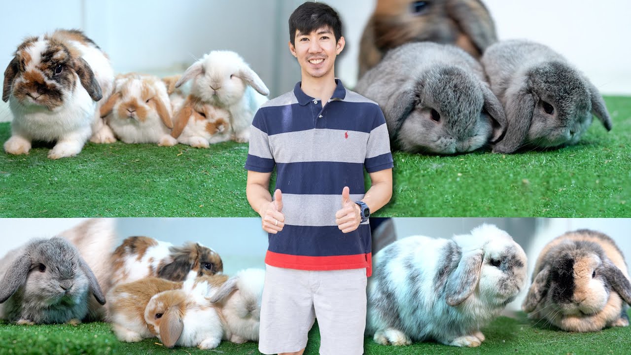 ลาออกจากครูมาเปิดฟาร์มกระต่าย Holland Lop สร้างรายได้หลัก 100,000 / เดือน l ชมสวนเกษตรกรไทย Ep156