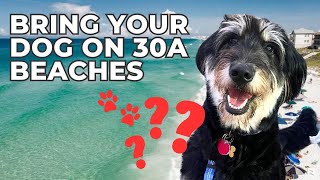 How to Bring Your Dogs on 30A Beaches? Everything You Need to Know 🐾 🌊🏡