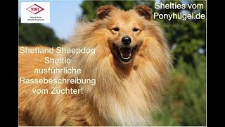 Shetland SheepdogSheltie ausführliche Rassebeschreibung vom Züchter!