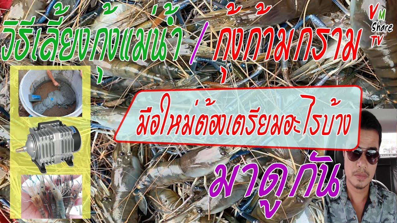 วิธีเลี้ยงกุ้งแม่น้ำ / กุ้งก้ามกราม / มือใหม่ต้องเตรียมอะไรบ้างมาดูกัน