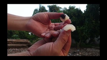 Nắng Nóng Ép Chín Vải Thiều Lục Ngạn l Luc Ngan lychees l Núi Đồi Lục Ngạn