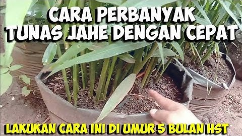 LAKUKAN CARA INI AGAR TUNAS JAHE CEPAT BANYAK