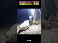 배고파서 나타난 족제비 용감하게 싸우는 고양이
