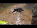 Domuz av wild boar hunting with shotgun slug or buckshot
