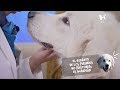 Enamórate del Gigante de los Pirineos, un perro realmente grande