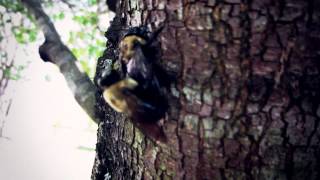 Bumblebees Mating On A Tree Doggy Style