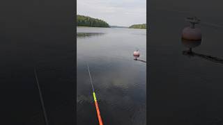 Fishing in Lake Saima, Finland. #adventure #hobby #viralvideo #original #raw #viralshorts