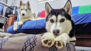 Kira The Husky Had Surgery