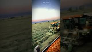Tomato Harvest Innovation: Advanced Tools Boost Farmer Productivity #AgriculturalInnovation