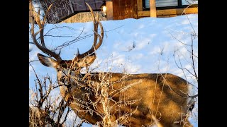 "Best of the Rest" Part 6: Mule Deer Winter Range '24 - '25