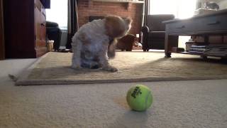 The Pounce