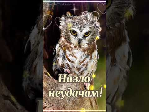 Прикольные напутственные слова! Никогда не cдавайся! Позитивчик! #shorts