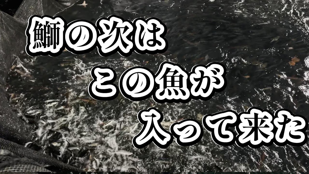 今年はこの魚が多く獲れる
