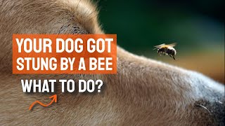 My DOG Was Stung by a BEE, 🐶🐝¿What Should I Do?