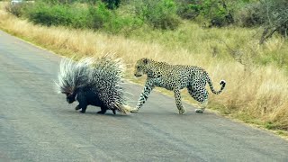 The ultimate porcupine slayer - Porcy the Leopard