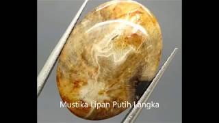 Mustika Lipan Putih Langka