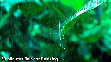 20 Minutes Of Gentle Rain (No Music, No Thunder), Rain Sounds to Sleep, Study, Relax, Reduce Stress