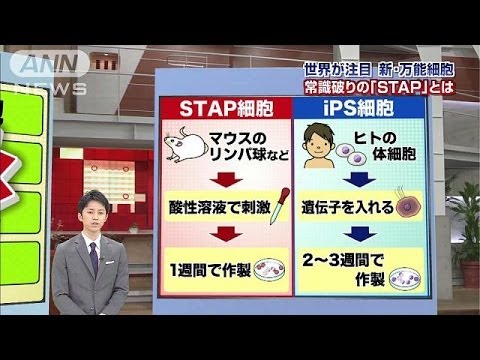 Stap細胞 何がそんなにスゴいのか 詳しく解説 14 01 30 Youtube