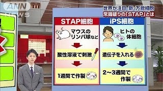「STAP細胞」何がそんなにスゴいのか？・・・詳しく解説(14/01/30)