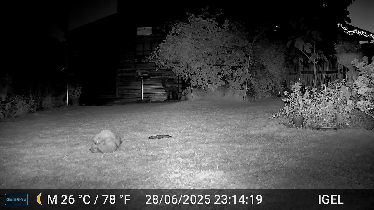 Igelpaarung im Garten /Juni 2025