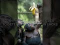 Bonobos' Intelligence Revealed! 🐒🧠 #Bonobos #AnimalIntelligence