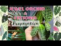 Plant Care and Propagation: Practical Tips for Jewel Orchids and Begonia Amphioxus