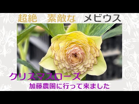 今シーズンラスト！！認定！キラメキチョコレート　クリスマスローズ　加藤農園 1F|クリスマスローズ追加(加藤農園 千重咲きモーリー
