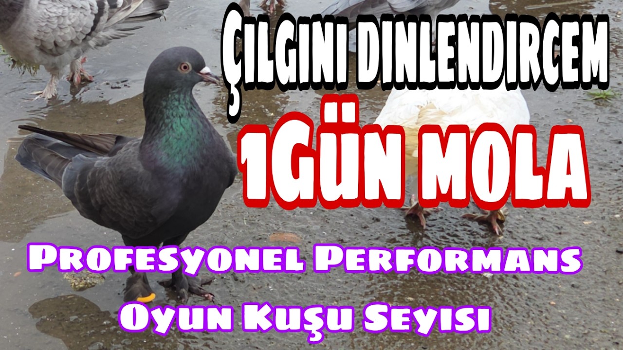 Çılgına Bir Gün Mola Verdim. Profesyonel Performans Oyun Kuşu Seyisi Birol Karalı