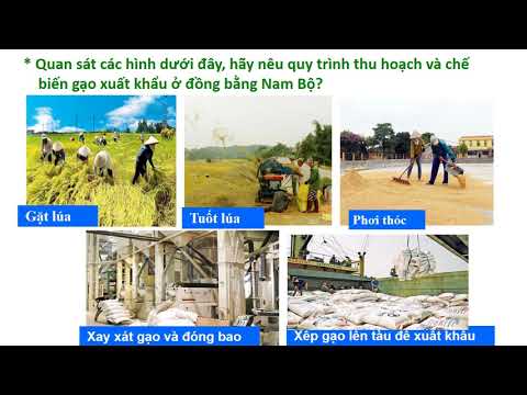 Bài: Hoạt động sản xuất của người dân đồng bằng Nam Bộ