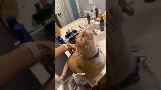 Funny CAT Moments 😂😂 episode 9614 #funnycats #cats #funnyanimals #petsofinstagram