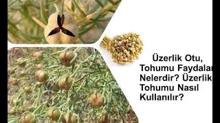 Üzerlik Tohumunun Faydaları Ve Zararları