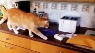 Сборник смешных кошек 2014 года!))) Сборник смешных кошек 2014 года!)))