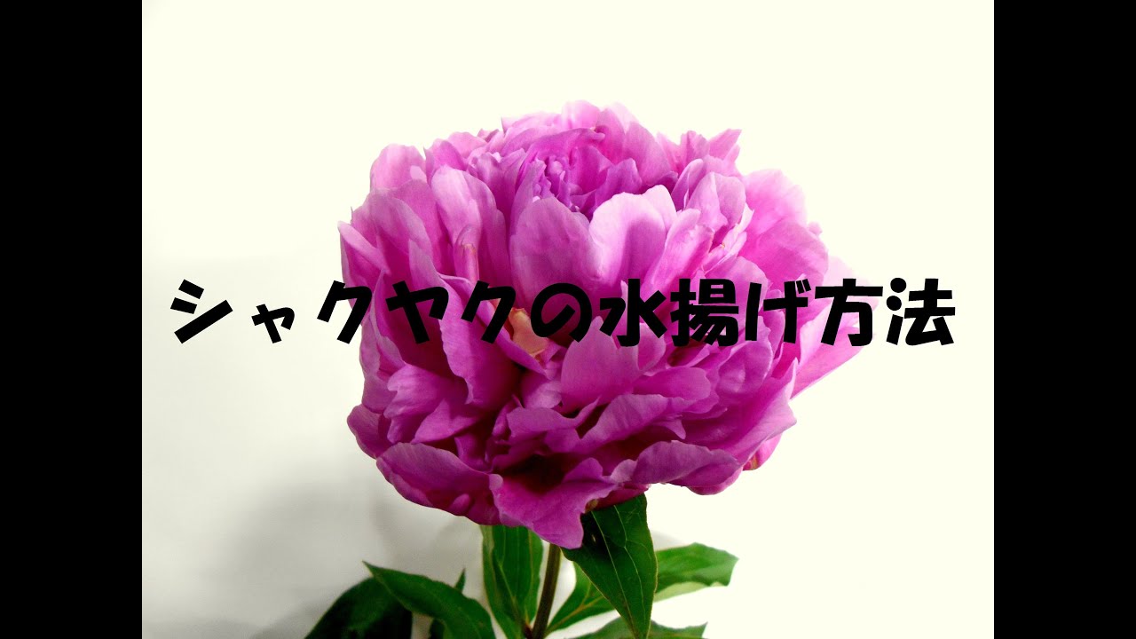 簡単に出来るシャクヤクの水揚げ みずあげ 方法 Flower Tv Youtube