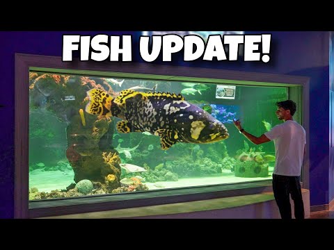 Update On All My Fish!!
