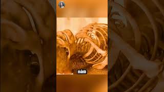 Bí Mật Lò Hỏa Táng Toàn Bộ Quy Trình Diễn Ra Như Thế Nào