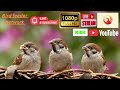 🔴 Live stream YouTube & kick 1080p HD bird feeder network in UK