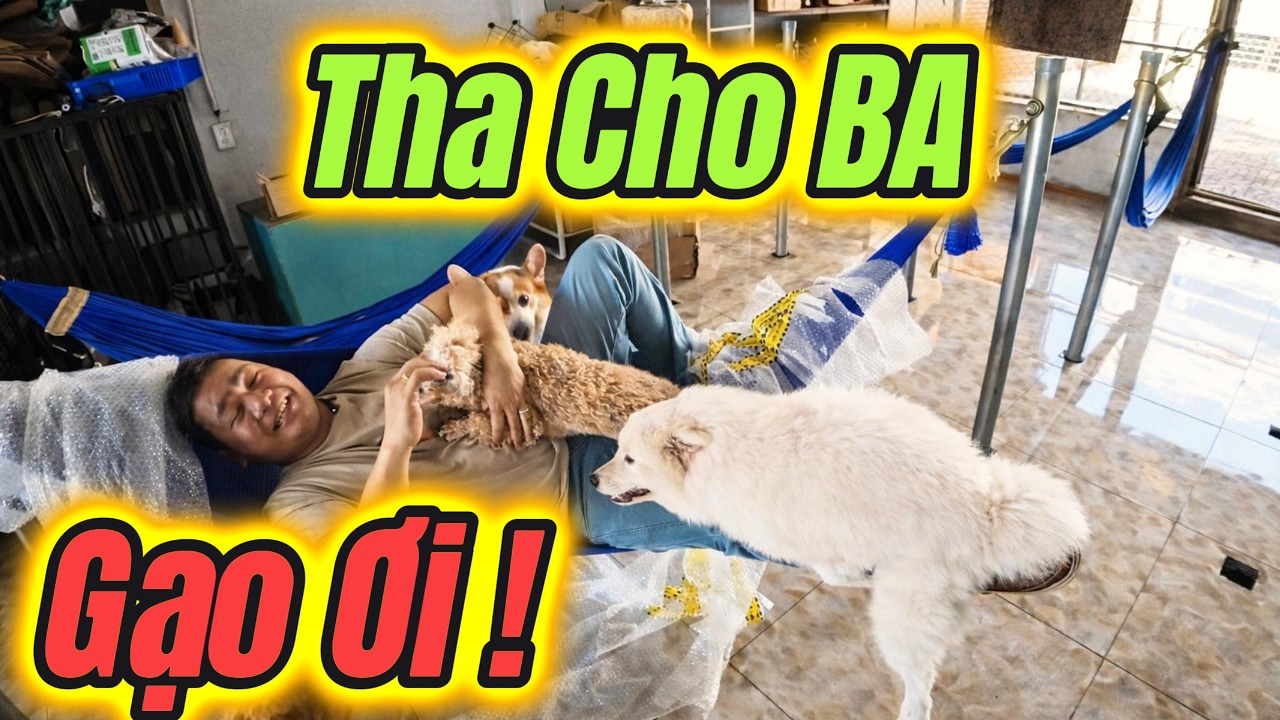 Gạo giải Cứu Ba Bình Một Cách Điên Cuồng I Chú Chó Thông Minh