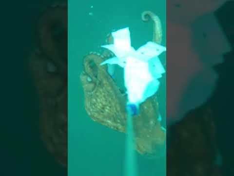 Video Come il polpo attacca il granchio