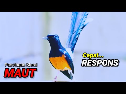 Pancingan Murai Batu Kawin Ampuh Naikin Birahi Kawin Dan Terapi Murai Macet Bunyi