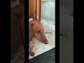 short അപ്പച്ചീടെ മോൾക്ക് ഗർഭം