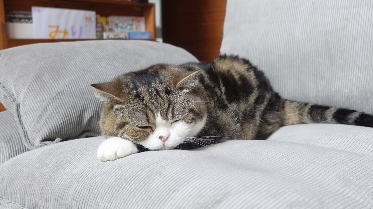 ❤︎.*maru❤︎.* Maru wants to laze on the swing on a hot day. - YouTube