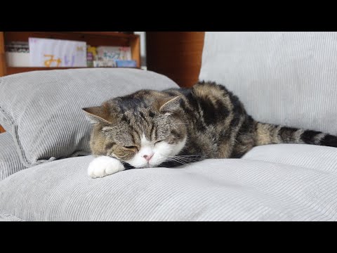 新しいソファで寛ぐねこ。-Maru relaxes on the new sofa.-