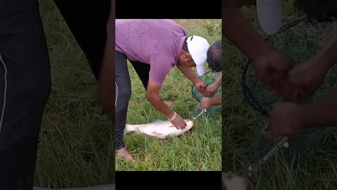 big size Ravvu 🐟catching