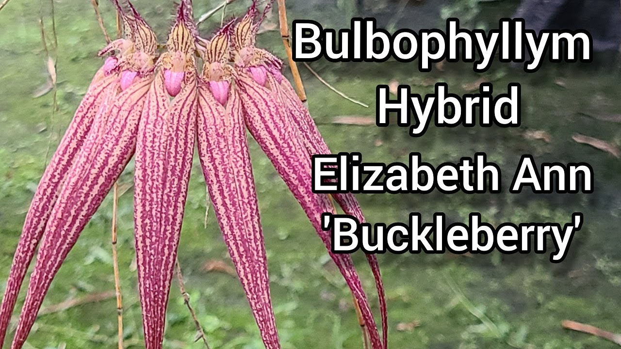 Bulbophyllum Elizabeth Ann 'Buckleberry' Orchid in Bloom Famous Hybrid