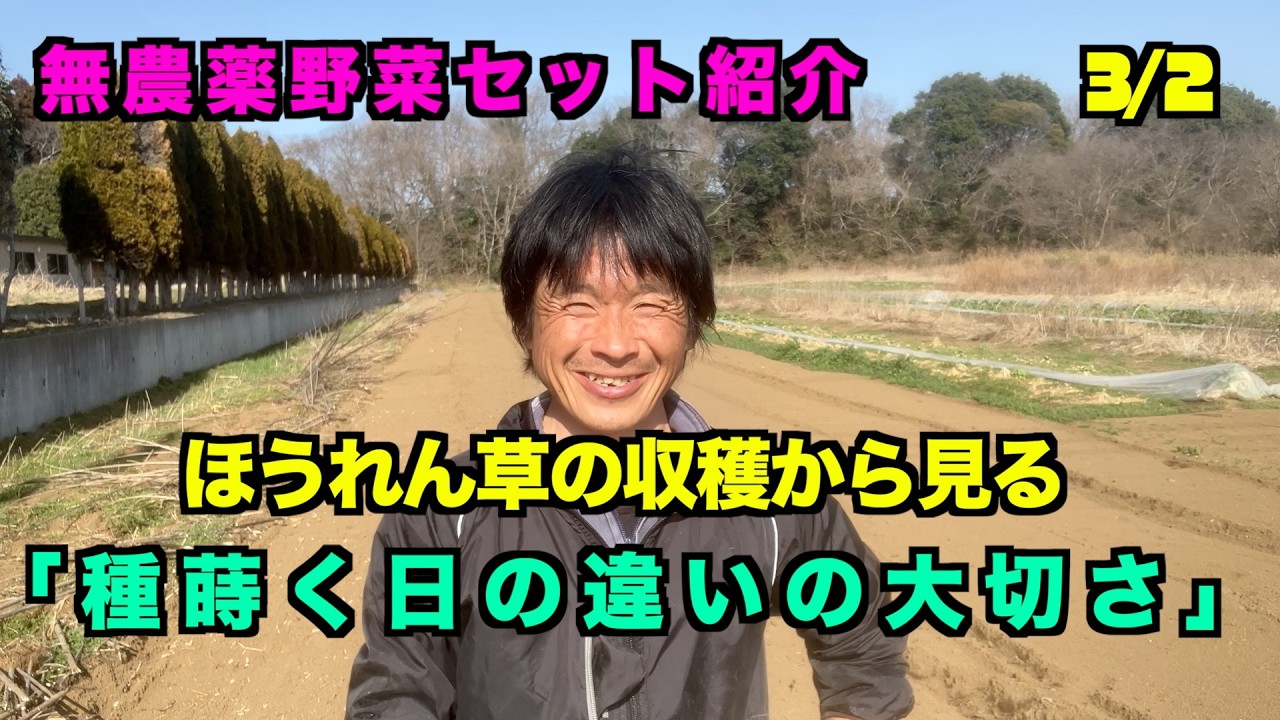 無農薬野菜セットの紹介　ほうれん草の収穫から　「種まき日の違いの大切さ」