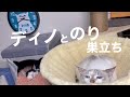 [沖縄元野良猫]#43 ぼろぼろガリガリだった元野良猫ディノとのりが一緒に過ごした記録。別れは寂しいけど現在ののりが幸せそうで嬉しい！ディノの新しい仲間。ボスの訃報。他の猫たち。